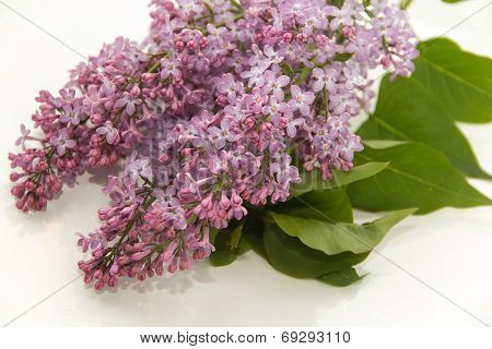 Lilac Flowers