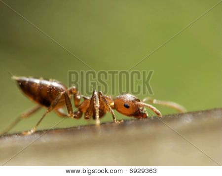 närbild mycket liten myra (2mm) med fin bakgrundsfärg