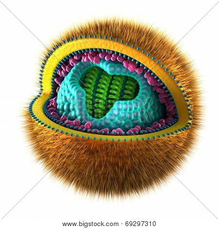 Herpes Simplex Cell - isolated on white