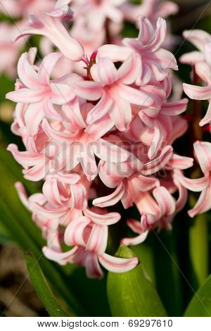 Close up of pink hyacinth in garden