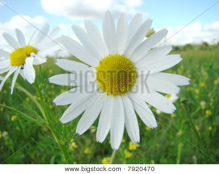 Daisy