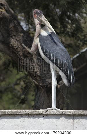 Marabu