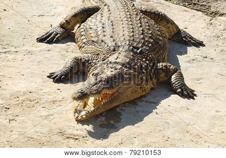 Crocodile