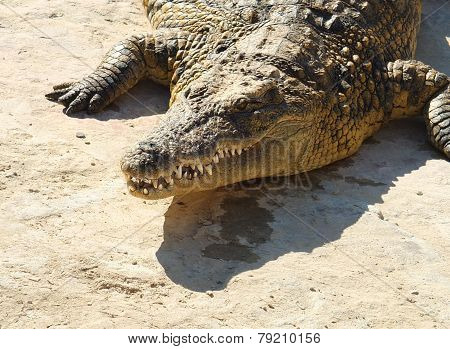 Crocodile