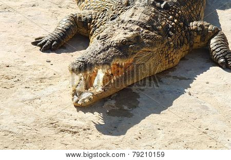 Crocodile