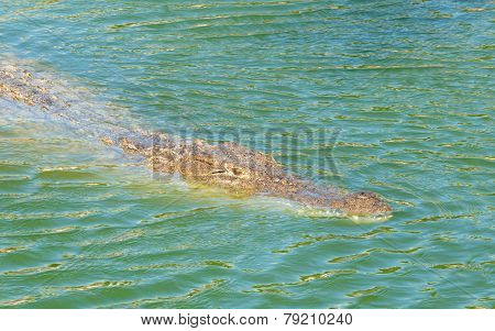 Crocodile