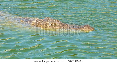 Crocodile