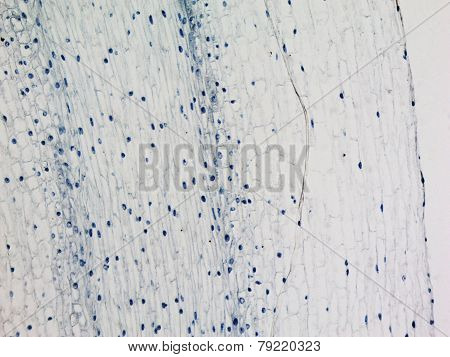 Corn Root Tip Micrograph