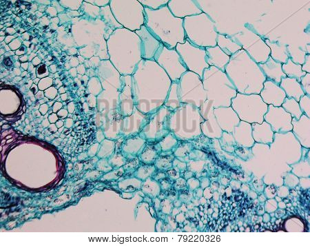 Cucurbita Stem Micrograph