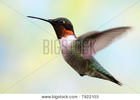 Kolibřík rubínohrdlý v letu