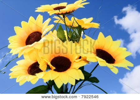 Yellow sunflowers against the sky
