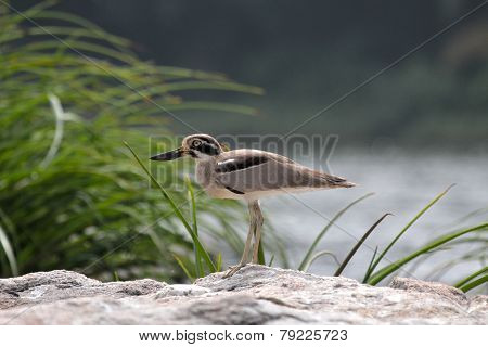 Stone Plover