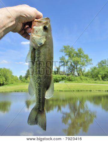 Bas largemouth