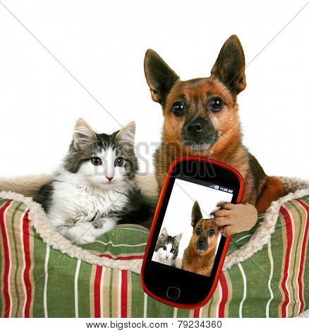  a dog and a kitten in a pet bed taking a selfie together 