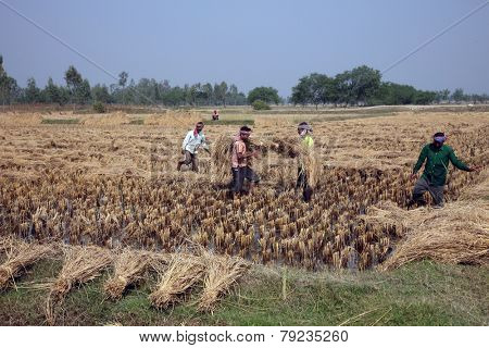 BAIDYAPUR, INDIA - DEC 02: An unidentified farmer havesting rice on rice field on Dec 02, 2012 in Baidyapur, West Bengal, India. This is partly the work of farmers in Bengal.