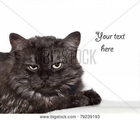 Annoyed Cat