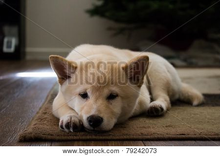 Puppy relaxing on carpet