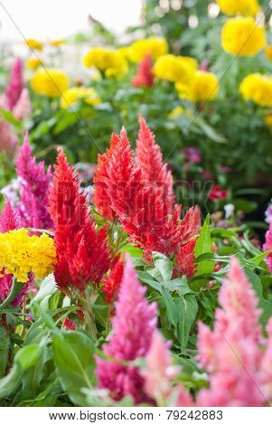 Plumped Celosia Flower In The Garden