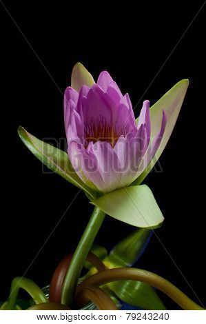 Lotus Pink Trimmed With A Black Background.