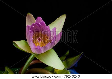 Lotus Pink Trimmed With A Black Background.