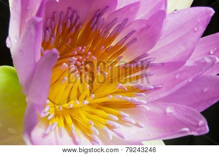 Lotus Pink Trimmed With A Black Background.