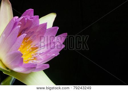Lotus Pink Trimmed With A Black Background.