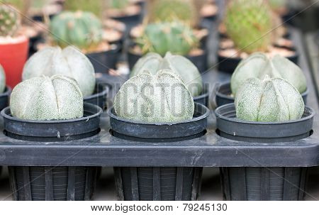 Astrophytum Myriostigma, Small Cactus Potted Plant.