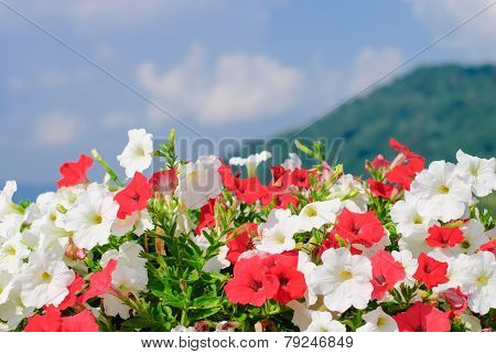 Petunia Or Petunia Hybrida Vilm