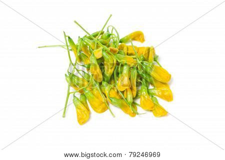 Boiled Sesbania Flowers Isolated On White. A Side Dish For Chili Sauce Of Thai Food, Edible Flower B