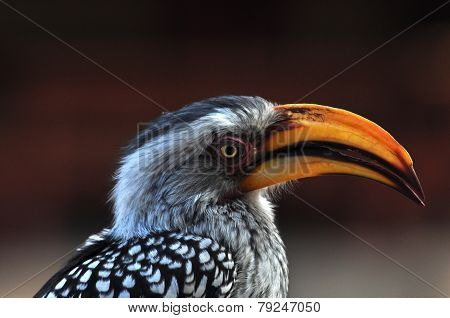 Southern Yellowbilled Hornbill