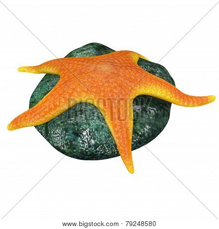 Echinoderms