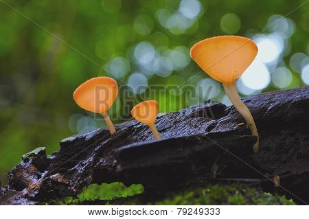 Mushroom And Bokeh