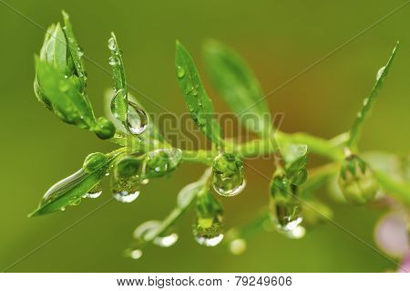 Dew Drop On Green Leaf In The Garden