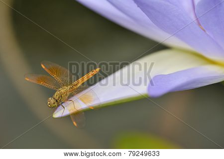Dragonfly On A Purple Water Lily.