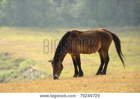 Horse Grazing The Grass At Sunrise