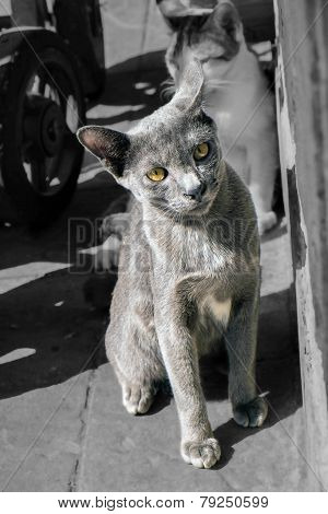 Street Gray Kitten