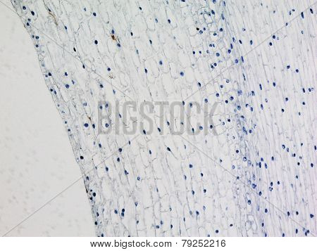 Corn Root Tip Micrograph