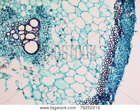Cucurbita Stem Micrograph