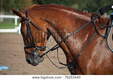 Chestnut Sport Horse Portrait In Summer