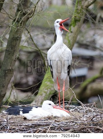 Storks in the nest