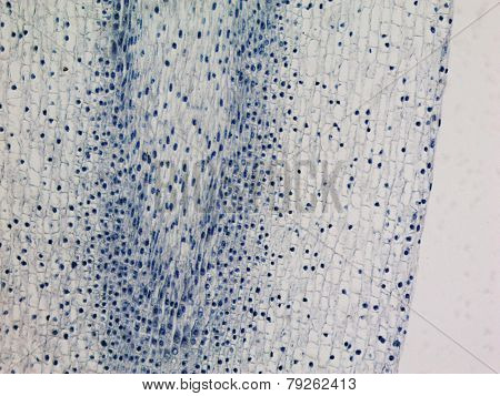 Corn Root Tip Micrograph