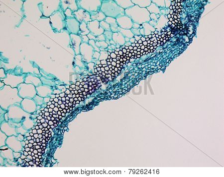 Cucurbita Stem Micrograph