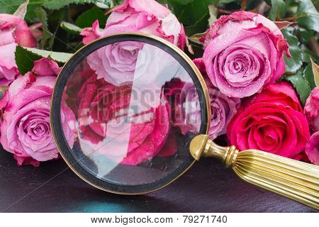 red and pink  roses  on table