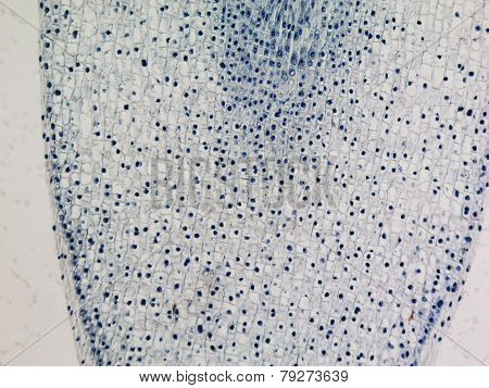 Corn Root Tip Micrograph