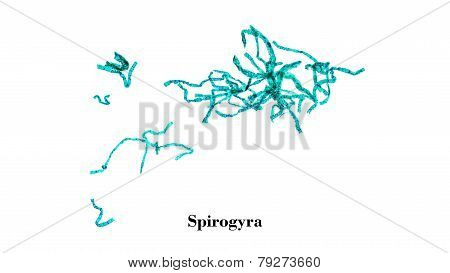 Spirogyra Micrograph