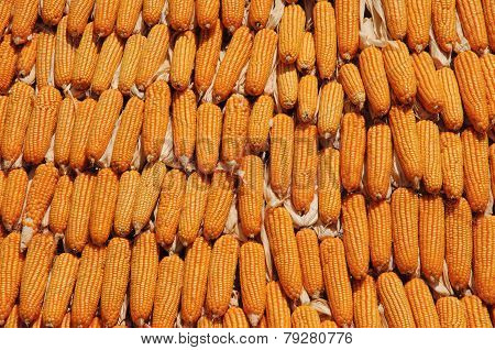 Corn