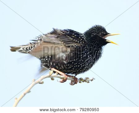 Common Starling - Sturnus vulgaris