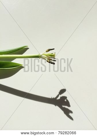 Tulip