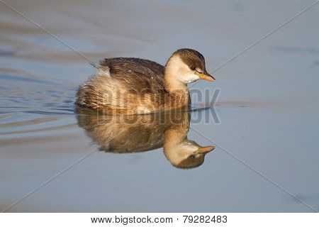 Little Grebe (Tachybaptus ruficollis)