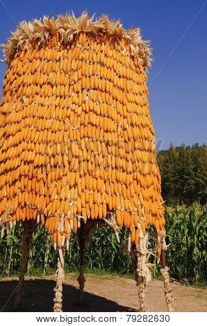 Corn